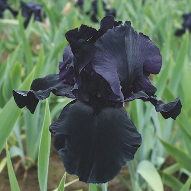 Blackwater Bearded Iris
